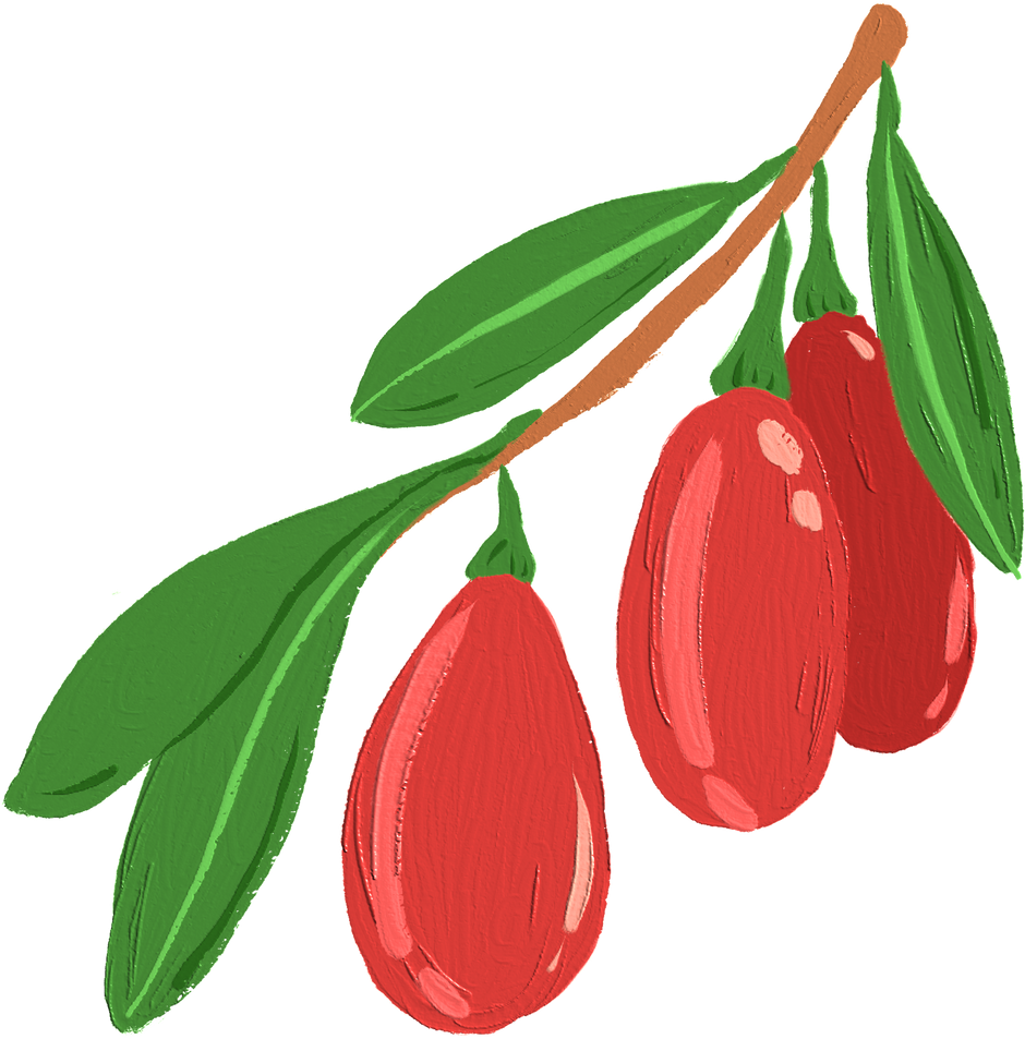 Goji Berry fruit Oil Painted Illustration